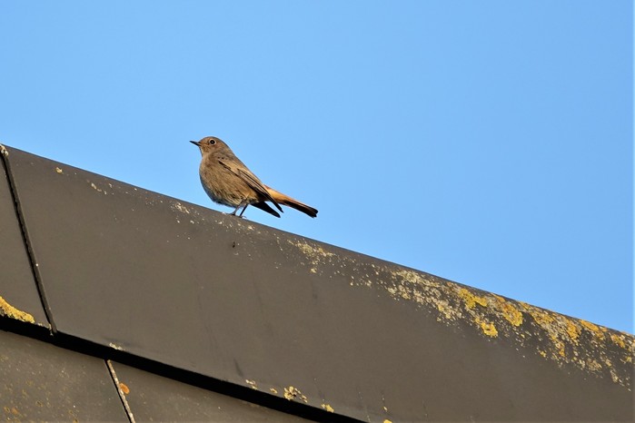 Black Redstart