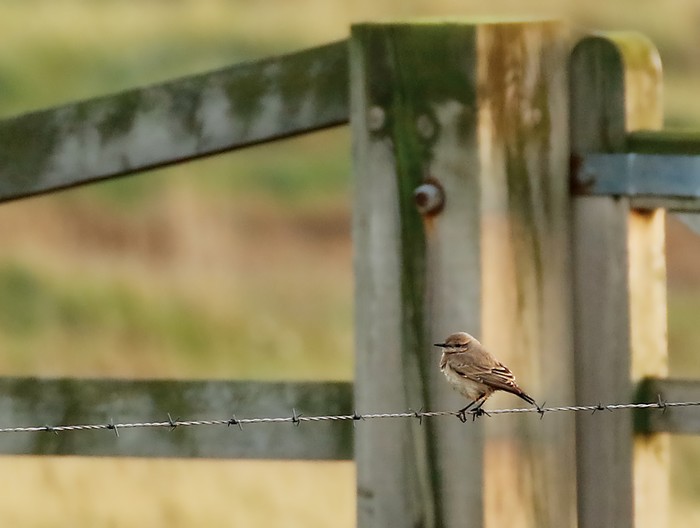 Isabelline Wheatear