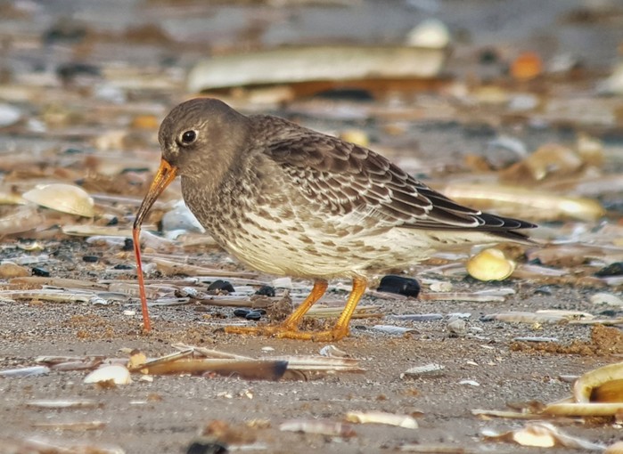 Purple Sandpiper
