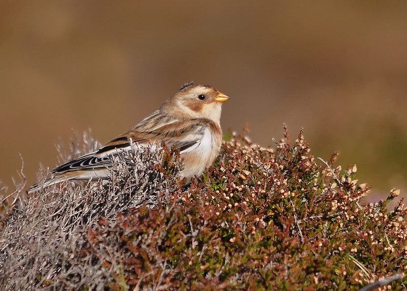 Snow Bunting