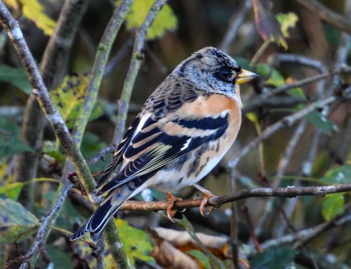 Brambling