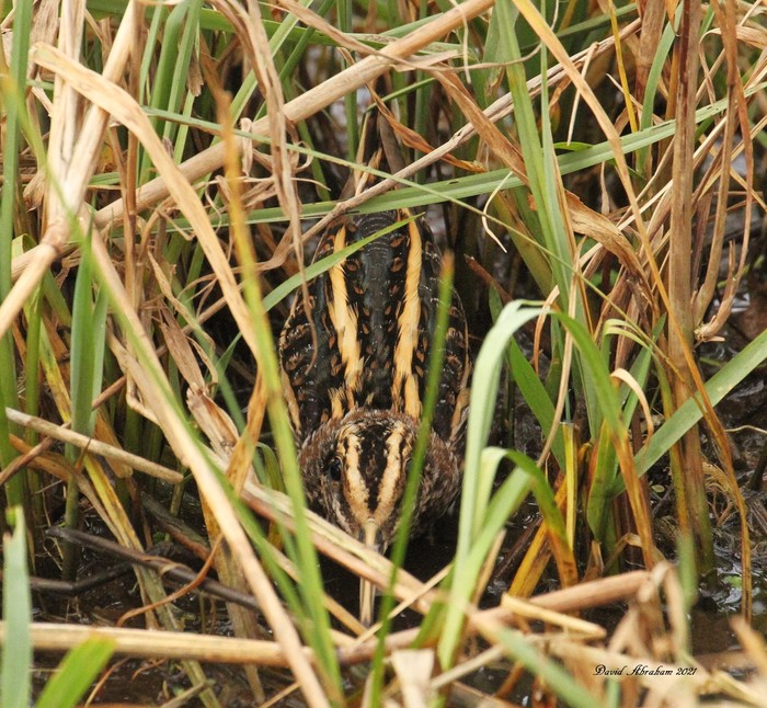 Jack Snipe