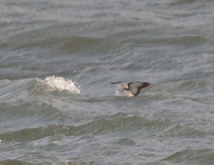 Black Guillemot