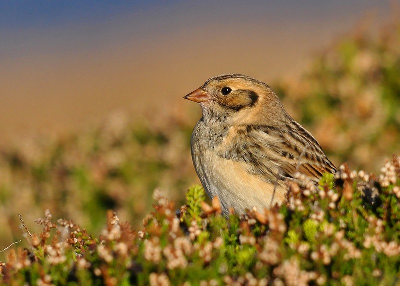 Lapland Bunting