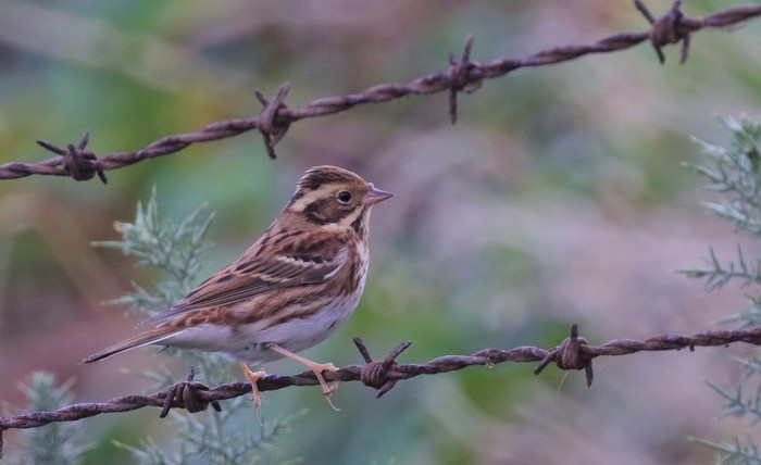 Rustic Bunting
