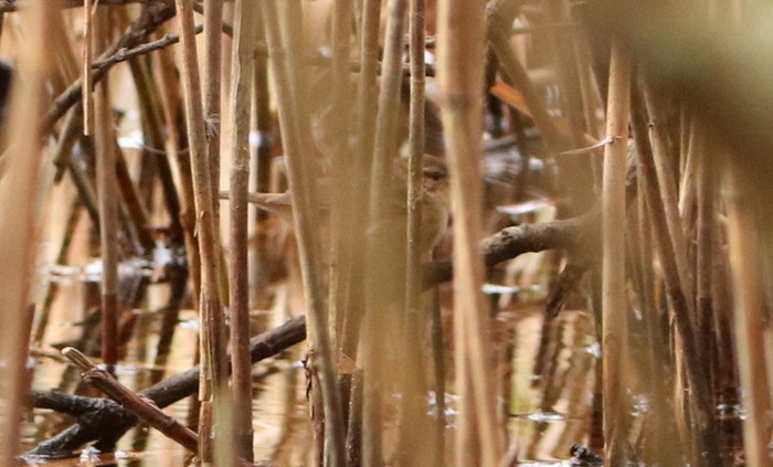 Dusky Warbler