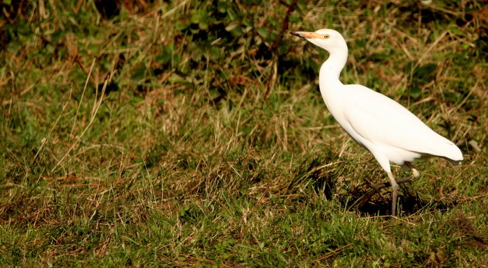 Cattle Egret