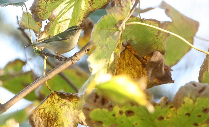 Yellow-browed Warbler