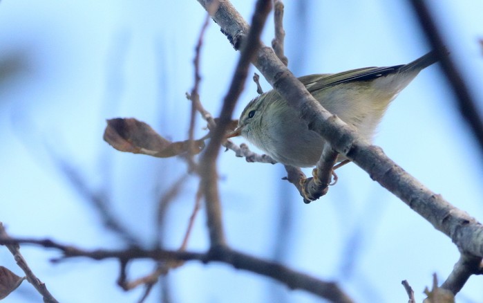 Yellow-browed Warbler