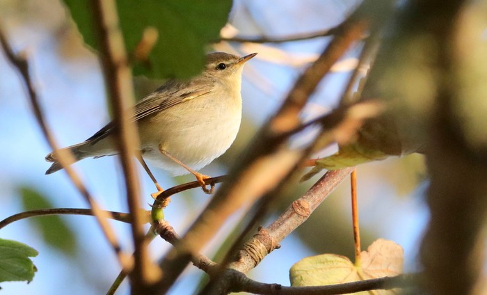 Willow Warbler