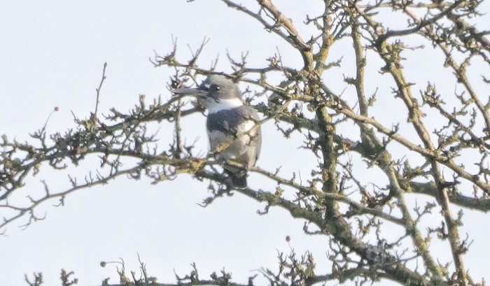 Belted Kingfisher