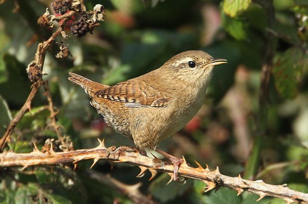Wren