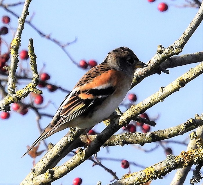 Brambling