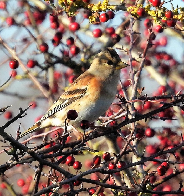 Brambling