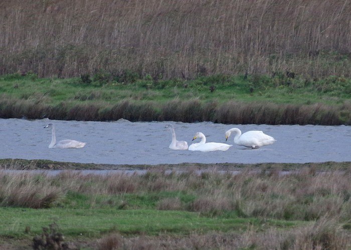 Whooper Swan