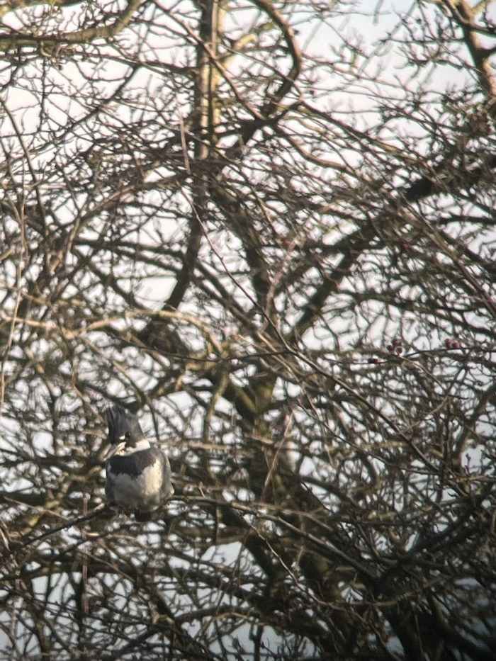 Belted Kingfisher