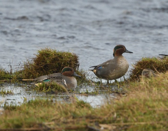 Green-winged Teal