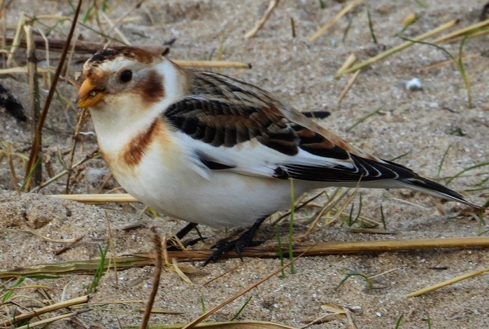 Snow Bunting