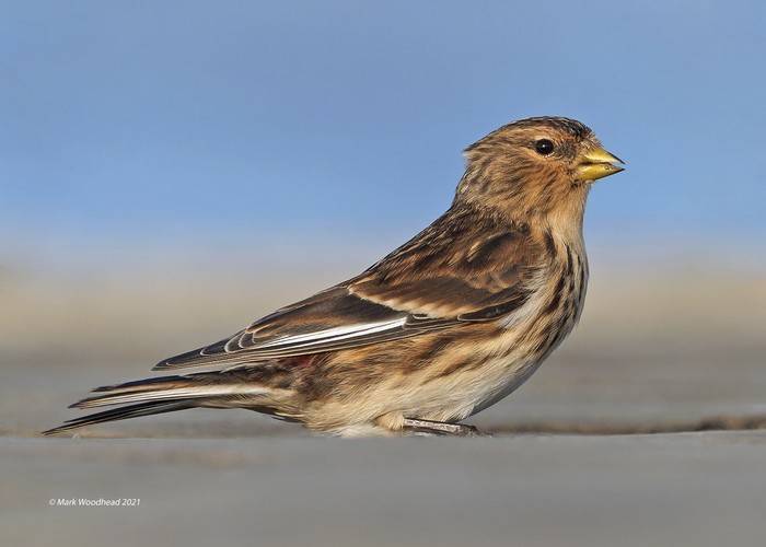 Twite