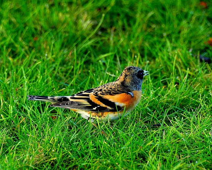 Brambling
