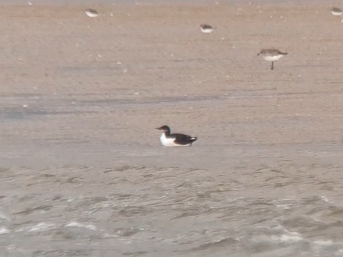 Brunnich's Guillemot