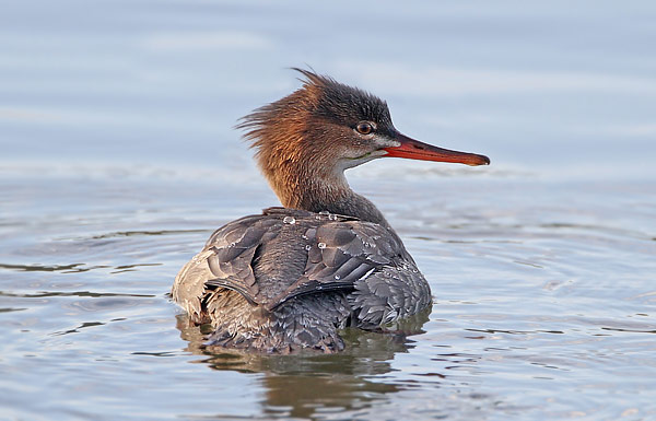 Red-breasted Merganser