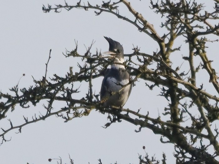 Belted Kingfisher
