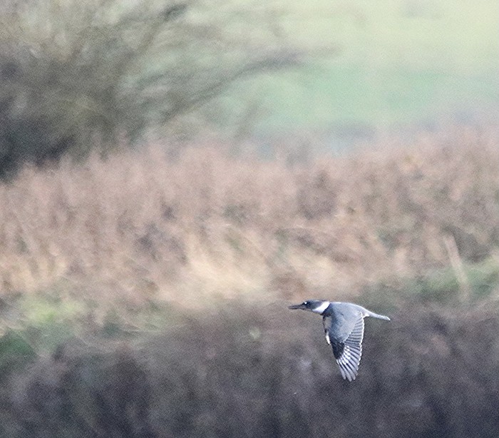 Belted Kingfisher