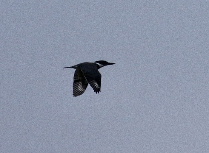 Belted Kingfisher