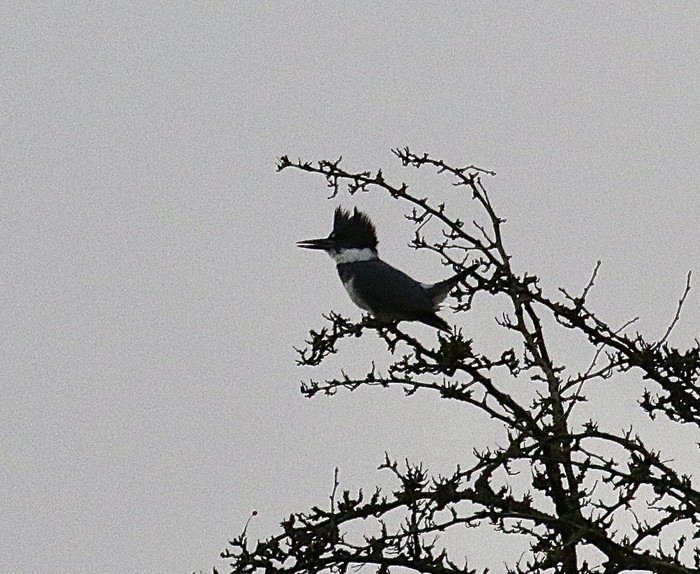 Belted Kingfisher