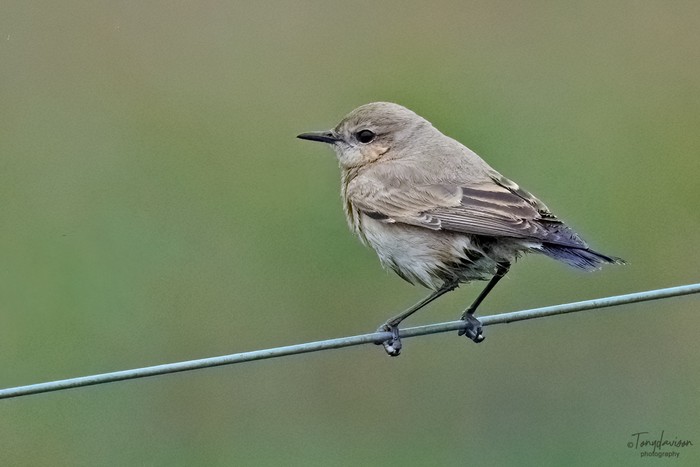 Isabelline Wheatear
