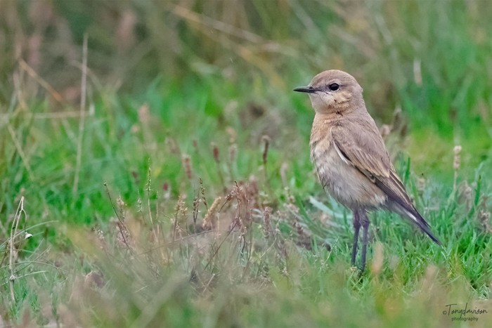 Isabelline Wheatear