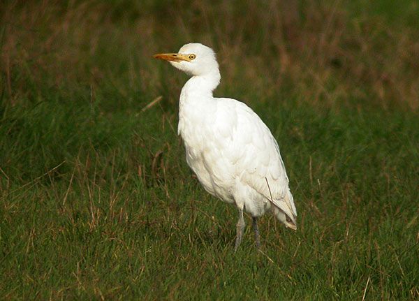 Cattle Egret