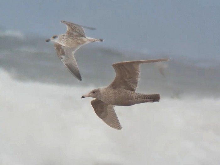 Glaucous Gull