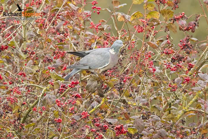Woodpigeon