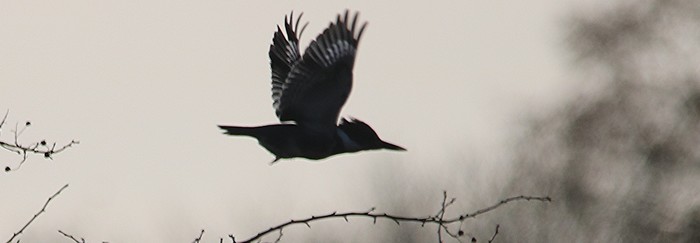 Belted Kingfisher