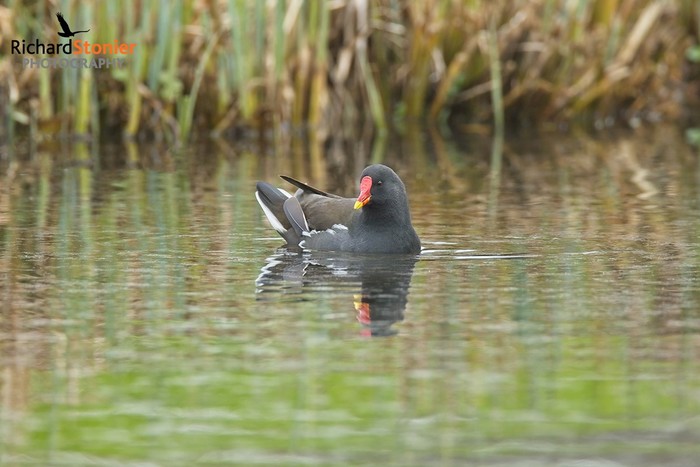 Moorhen