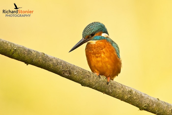 Kingfisher