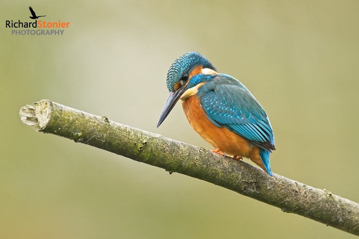 Kingfisher