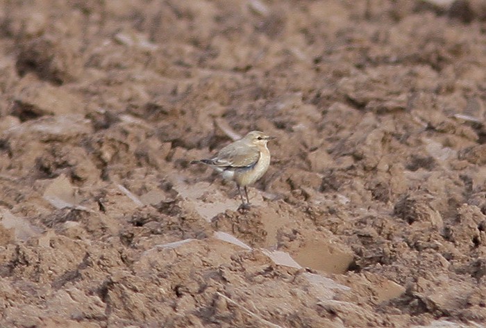 Isabelline Wheatear