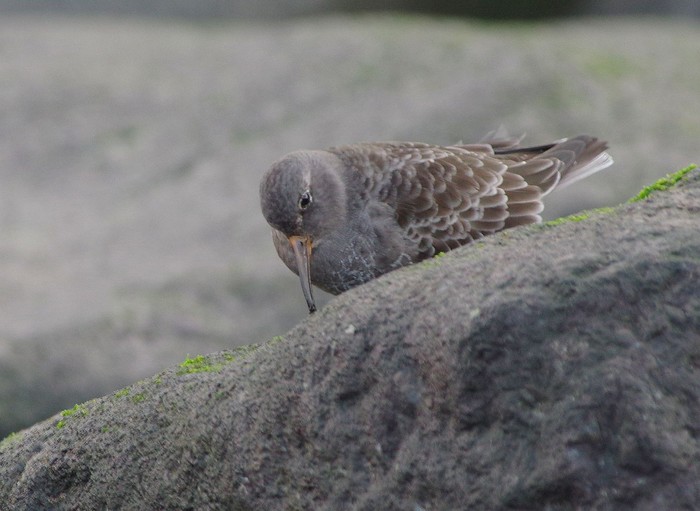 Purple Sandpiper