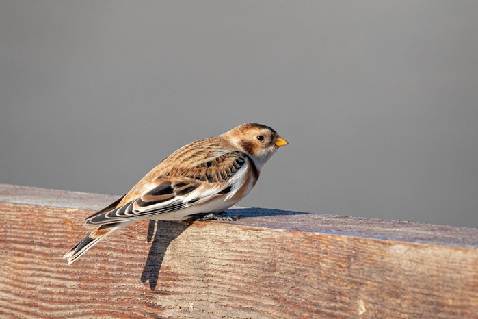 Snow Bunting