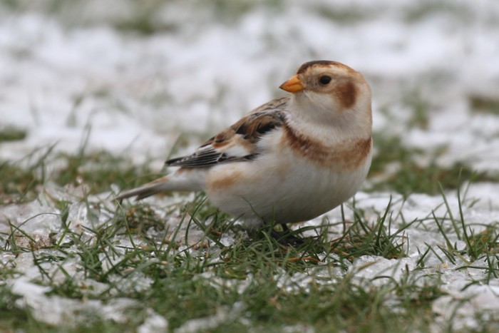Snow Bunting