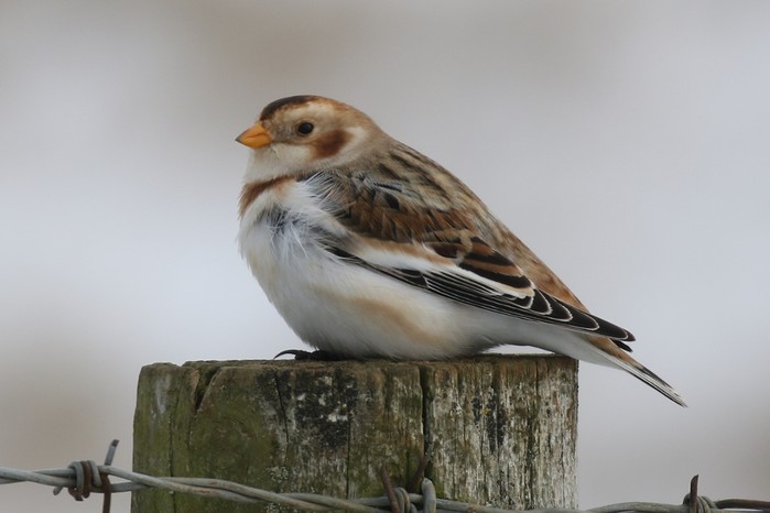 Snow Bunting