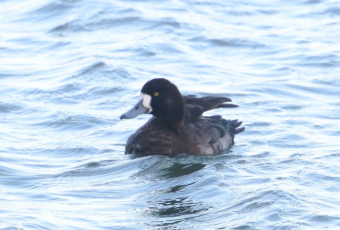 Scaup