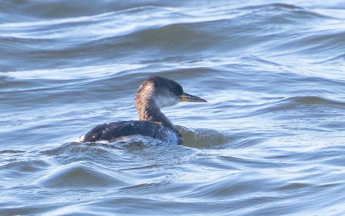 Red-necked Grebe