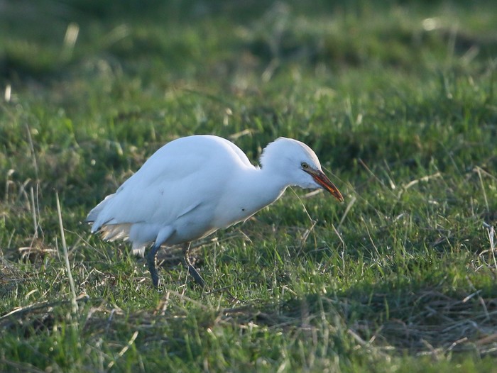 Cattle Egret