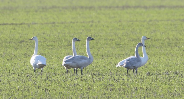 Whooper Swan