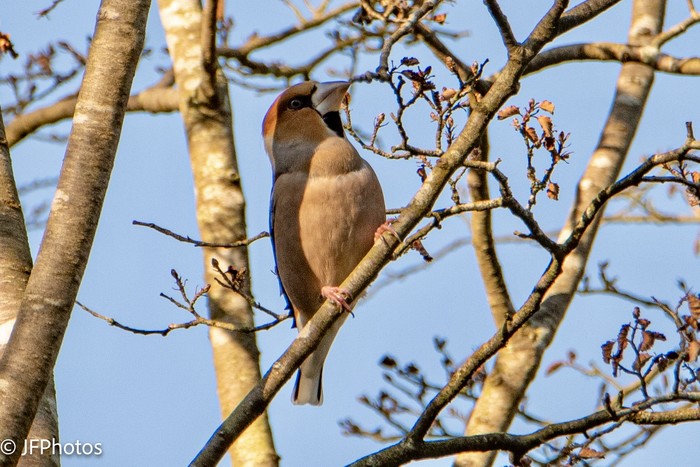 Hawfinch