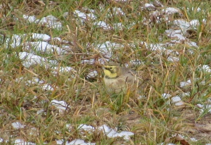 Shorelark